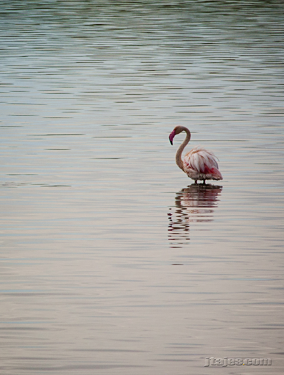 Canon EF 100-400mm F4.5-5.6L IS USM sample photo. Loneliness photography