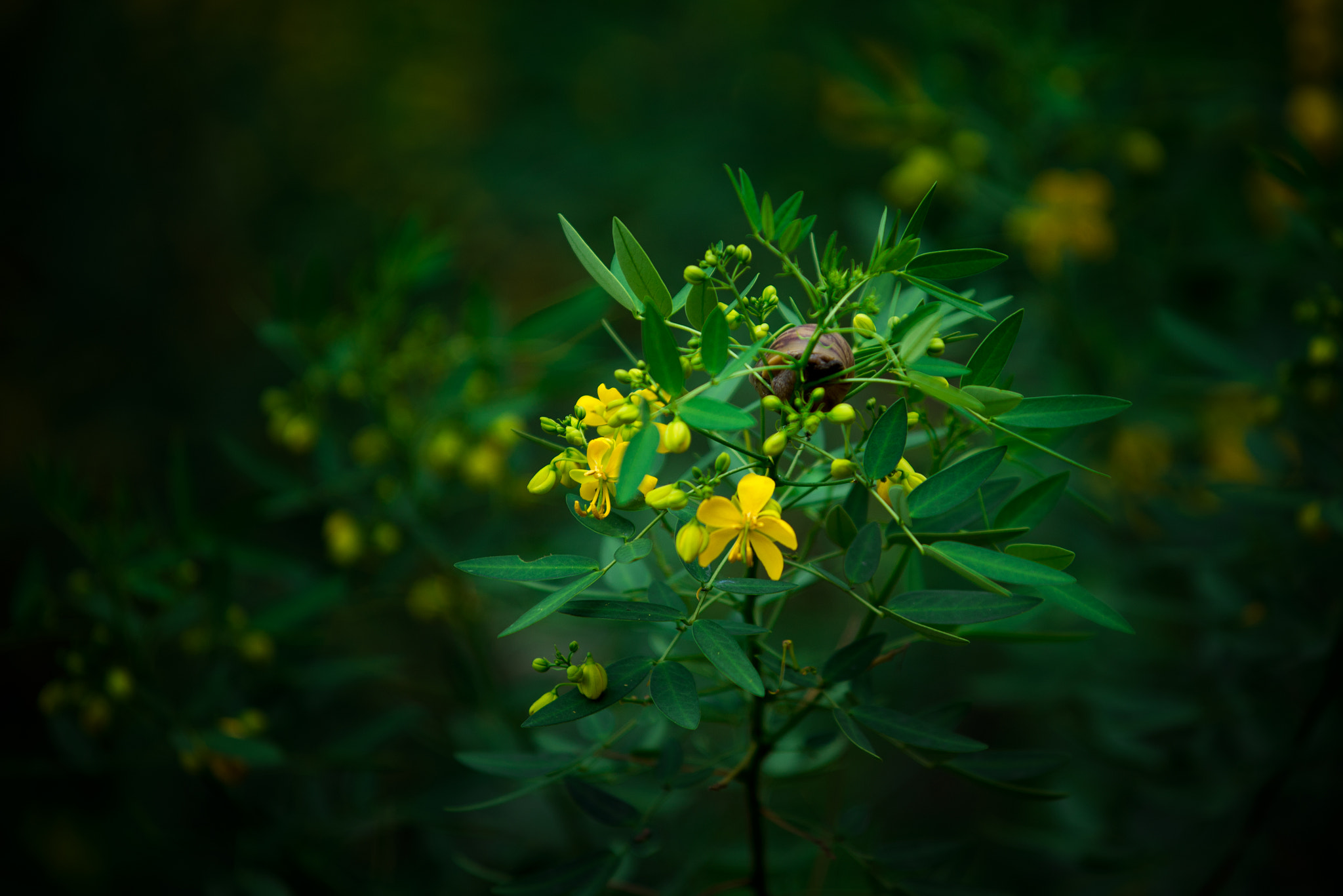 AF-S Zoom-Nikkor 80-200mm f/2.8D IF-ED sample photo. Con ốc sên photography