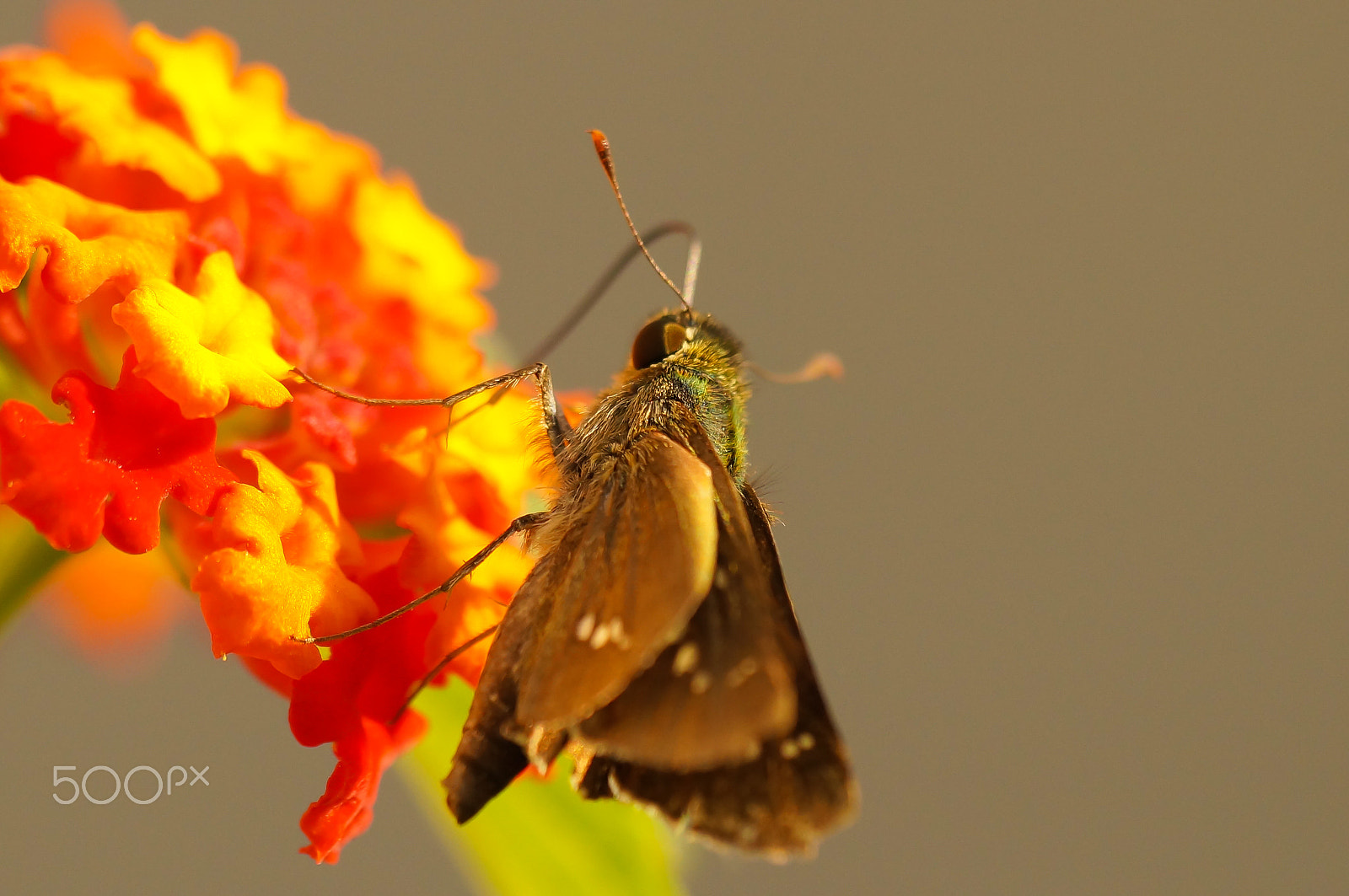 Sony SLT-A57 + Minolta AF 100mm F2.8 Macro [New] sample photo. Skipper&flower photography