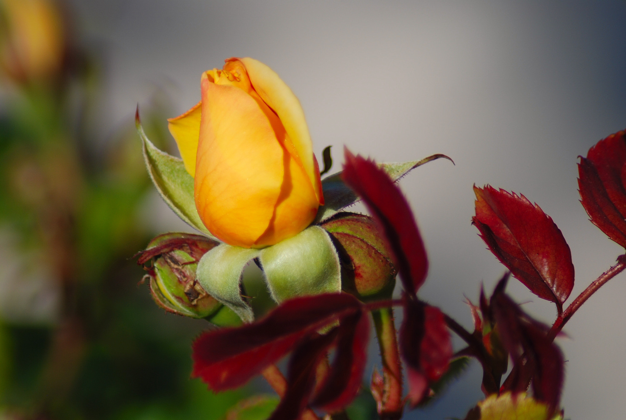 Nikon AF Nikkor 70-300mm F4-5.6G sample photo. Rosa amarilla photography