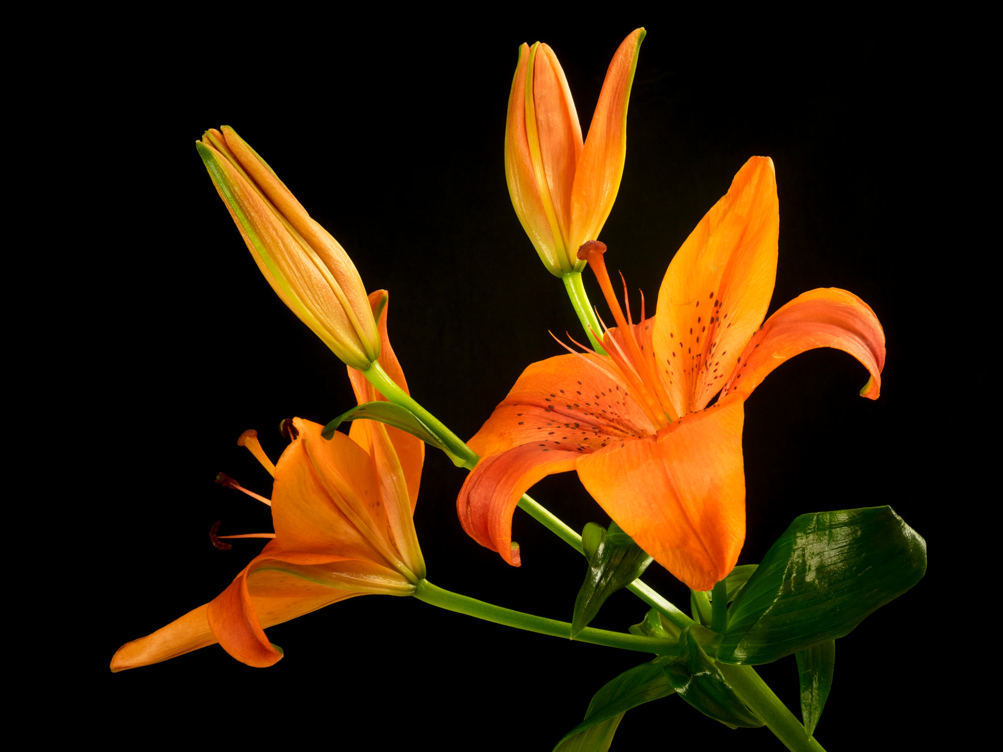 Olympus M.Zuiko Digital 14-42mm F3.5-5.6 II R sample photo. Asiatic lily photography