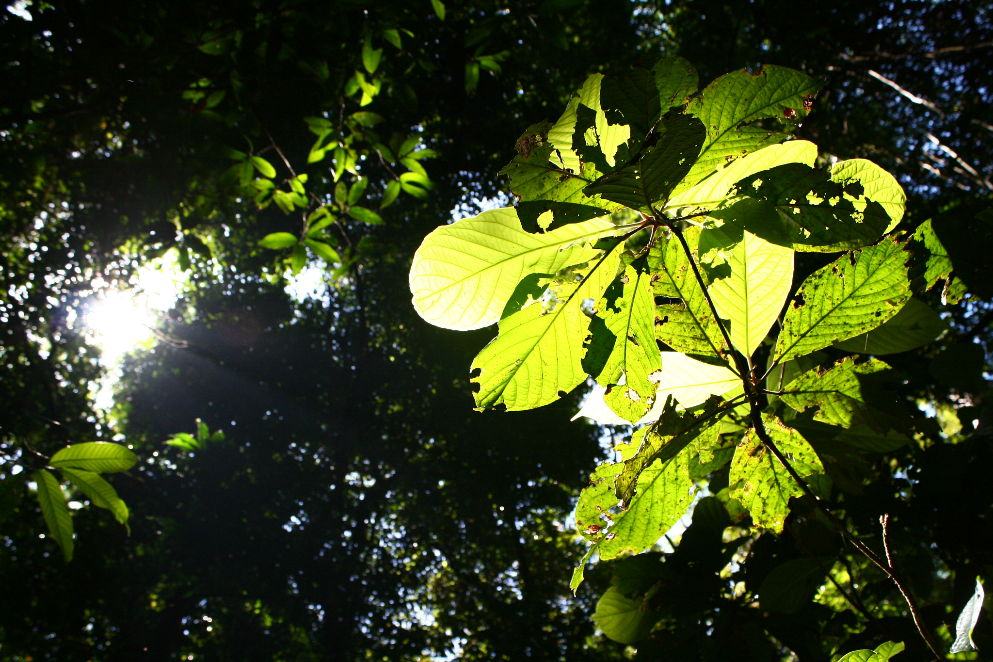 Canon EOS 400D (EOS Digital Rebel XTi / EOS Kiss Digital X) sample photo. Gunung gading photography