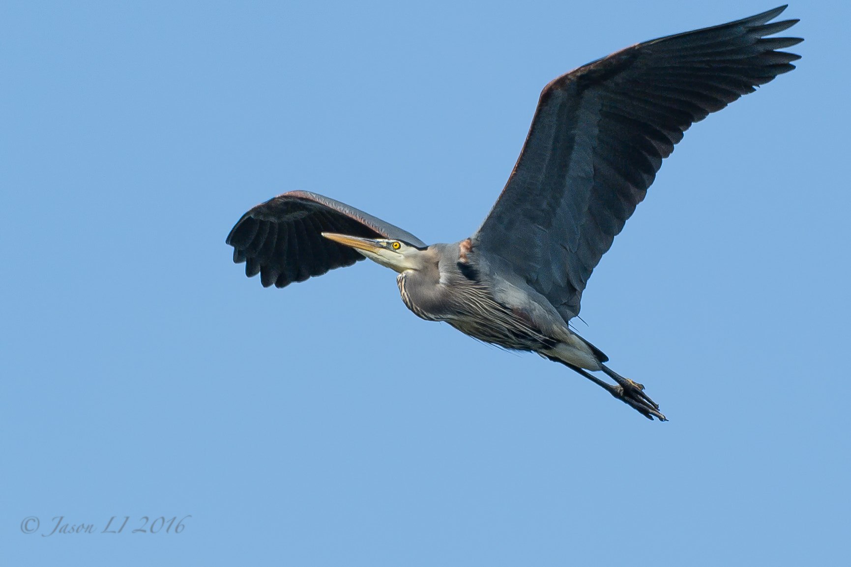 Nikon D5 + Nikon AF-S Nikkor 600mm F4G ED VR sample photo. Blue heron photography