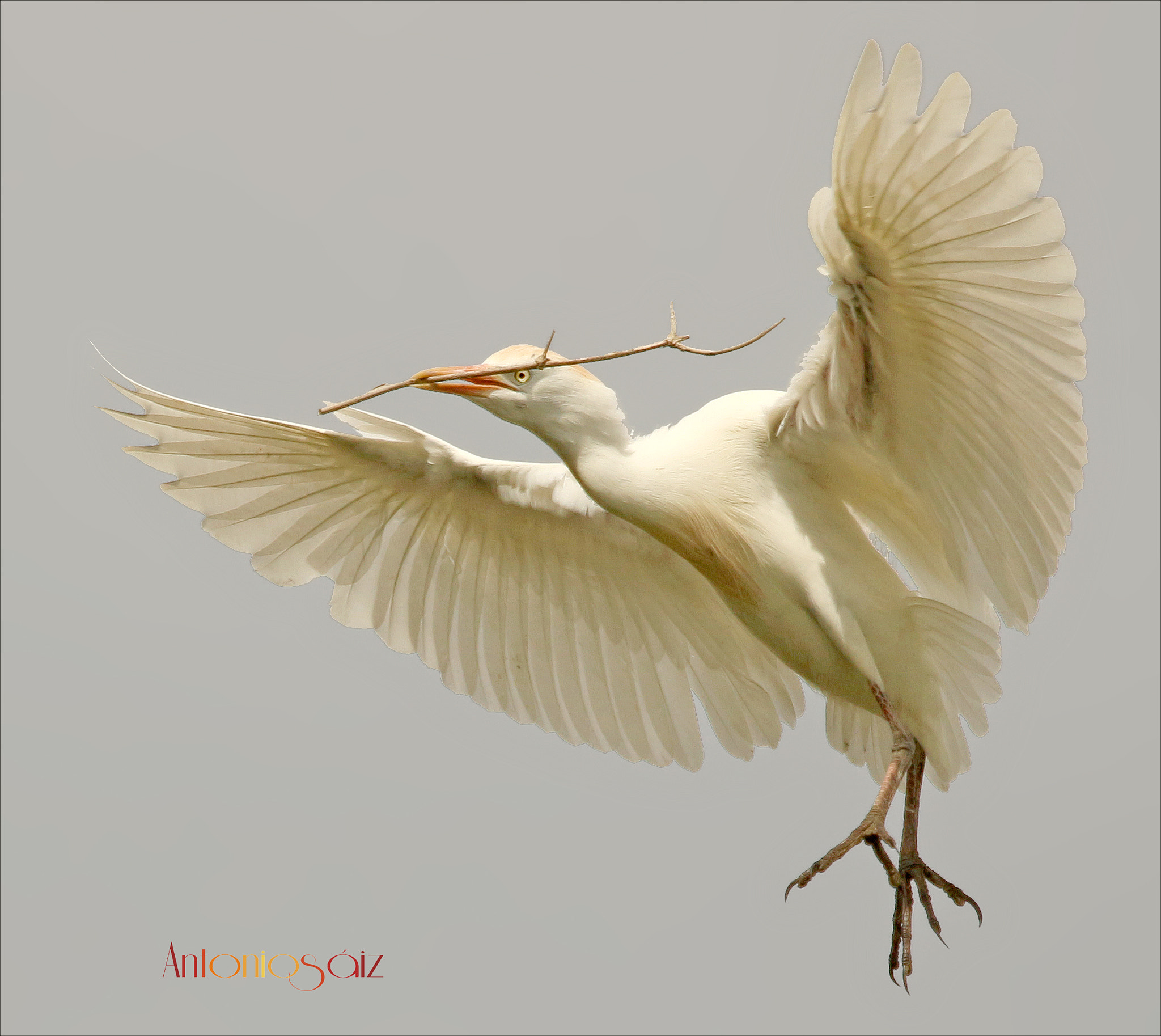 Canon EF 100-400mm F4.5-5.6L IS USM sample photo. Garcilla bueyera photography