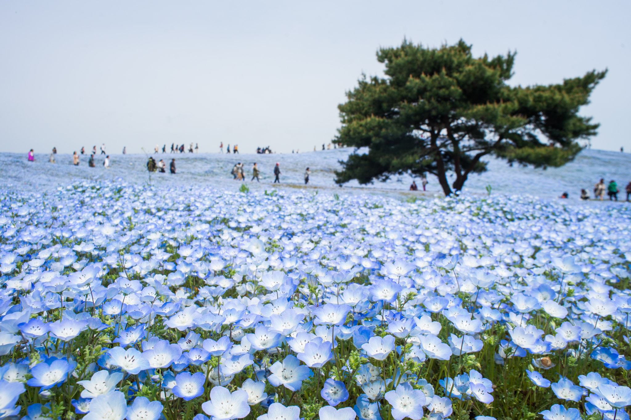 Sony a99 II + Minolta AF 24mm F2.8 sample photo. Surrounded by nemophila photography