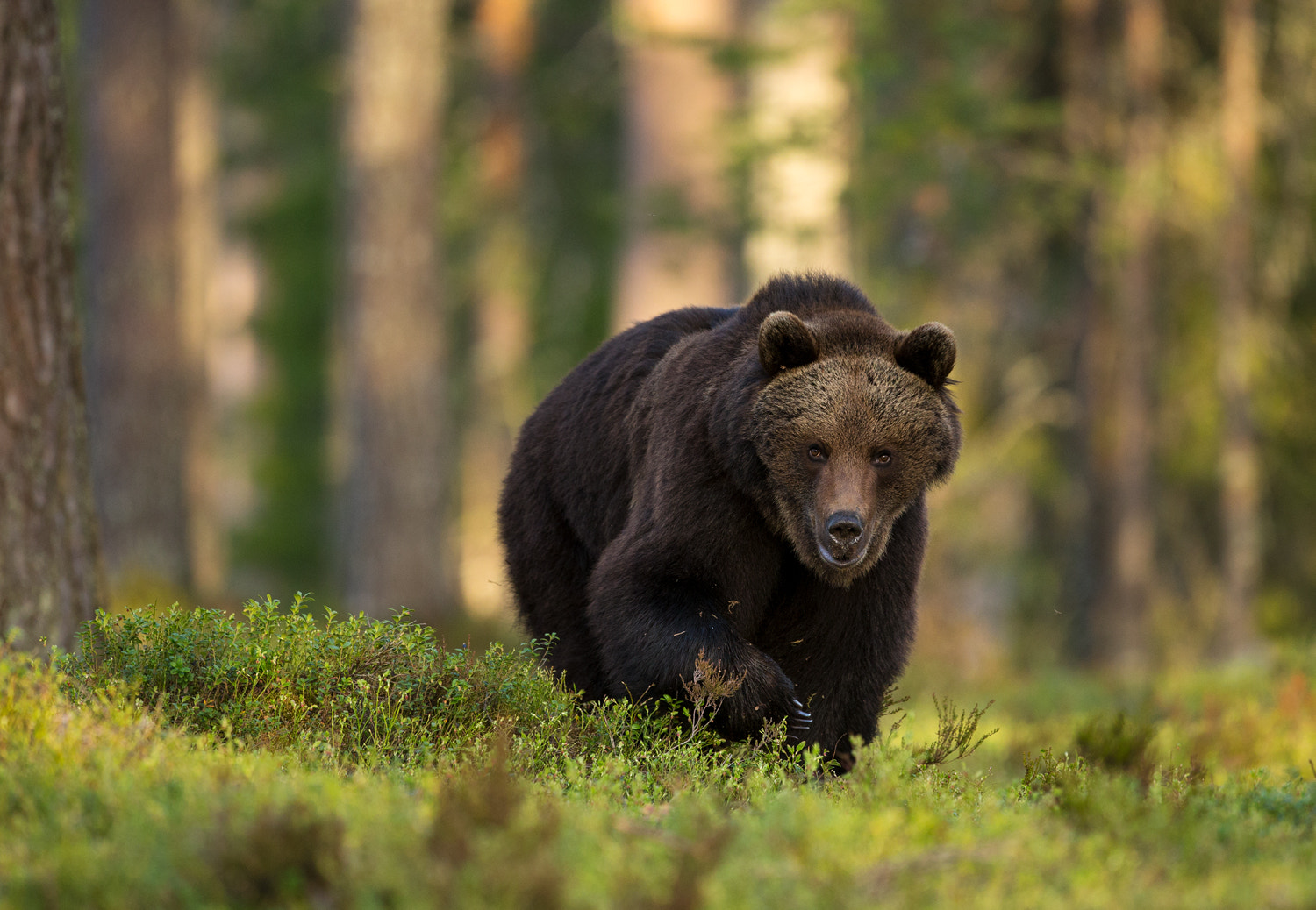 Canon EOS-1D X + Canon EF 400mm F2.8L IS USM sample photo. Brown bear  in later spring in taiga forest photography