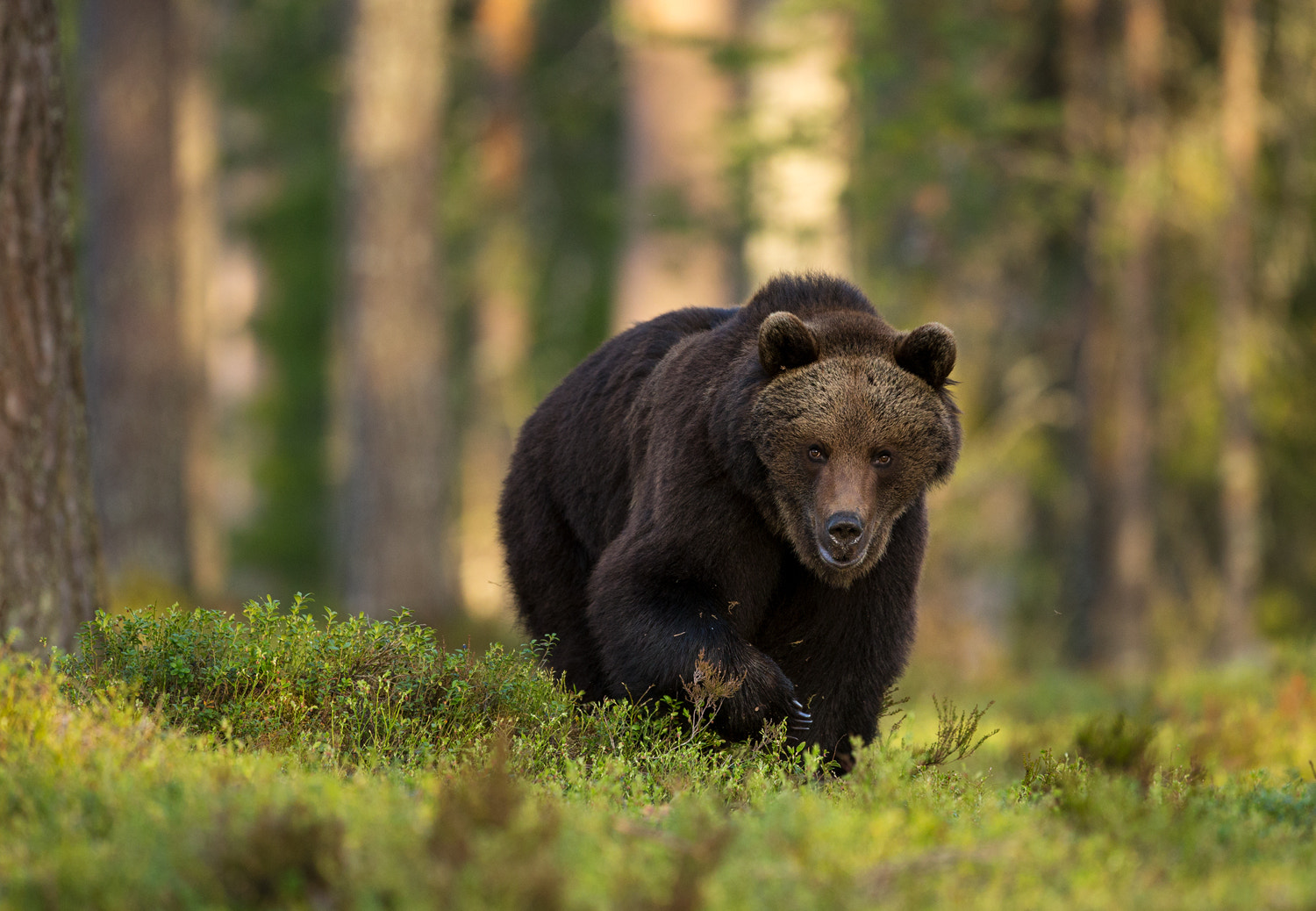 Canon EF 400mm F2.8L IS USM sample photo. Brown bear  in later spring in taiga forest photography