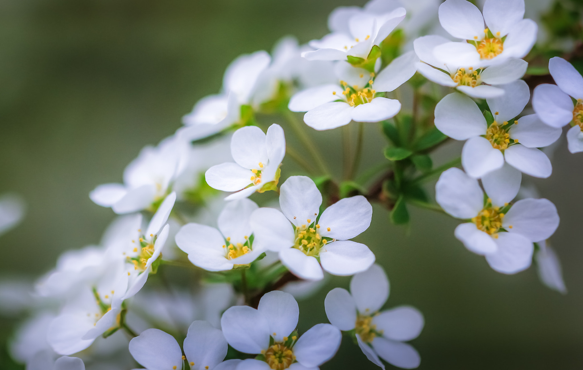 Canon EOS 650D (EOS Rebel T4i / EOS Kiss X6i) sample photo. Spiraea thunbergii photography