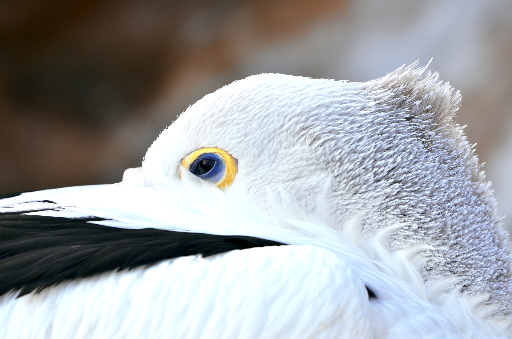 Nikon D7000 + Sigma 24mm F1.8 EX DG Aspherical Macro sample photo. Pelican photography