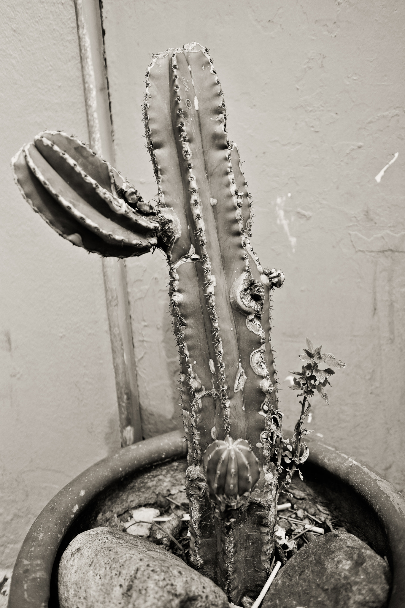 Sony SLT-A99V sample photo. Nopal a la oaxaqueña photography
