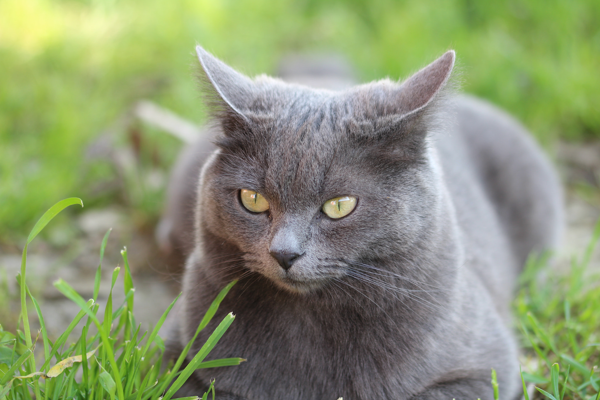 Sigma 105mm F2.8 EX DG OS HSM sample photo. Princess in the garden photography