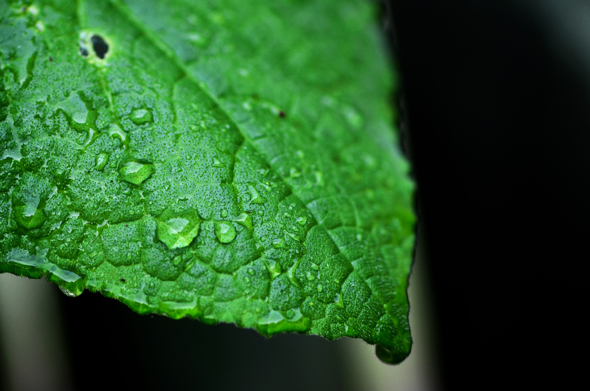 Nikon D7000 + Nikon AF Nikkor 105mm F2D DC sample photo. Nature photography
