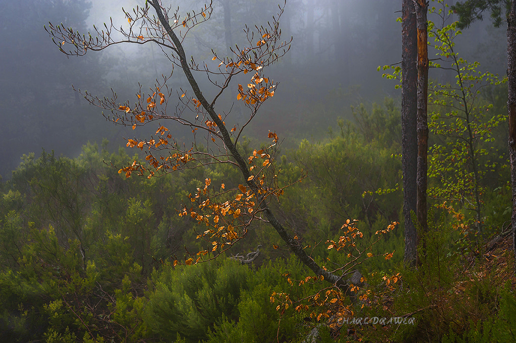 AF Zoom-Nikkor 28-105mm f/3.5-4.5D IF sample photo. Robledillo dia photography