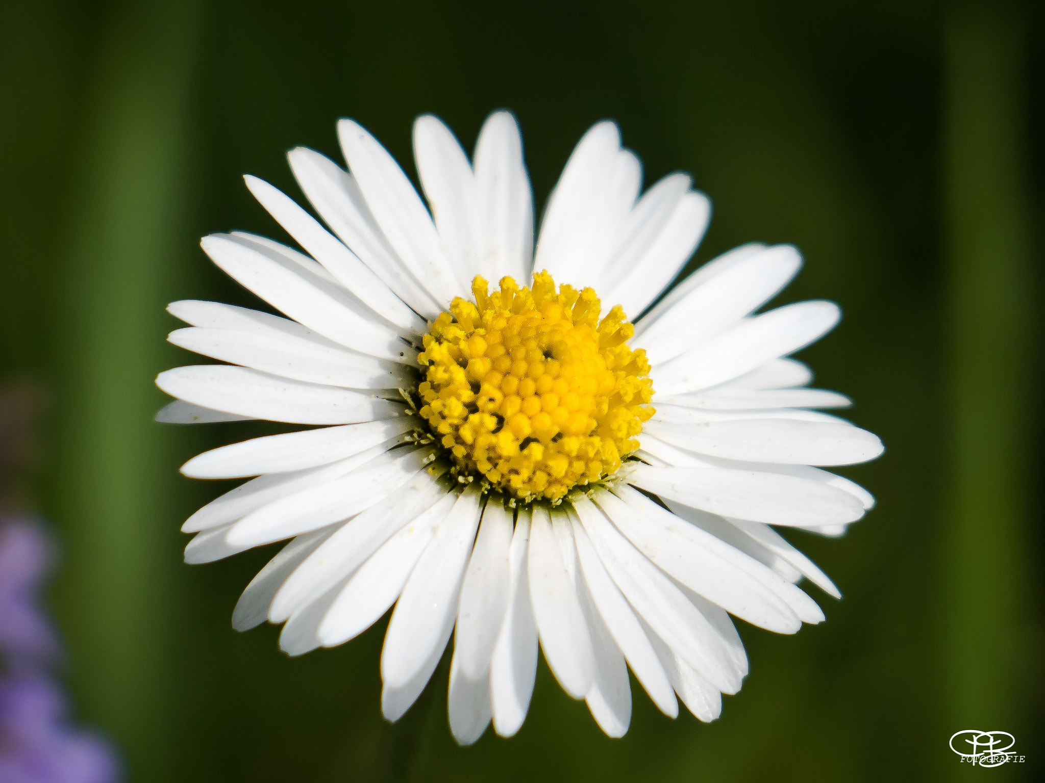 Canon EF-S 18-135mm F3.5-5.6 IS STM sample photo. Beautiful nature ii photography