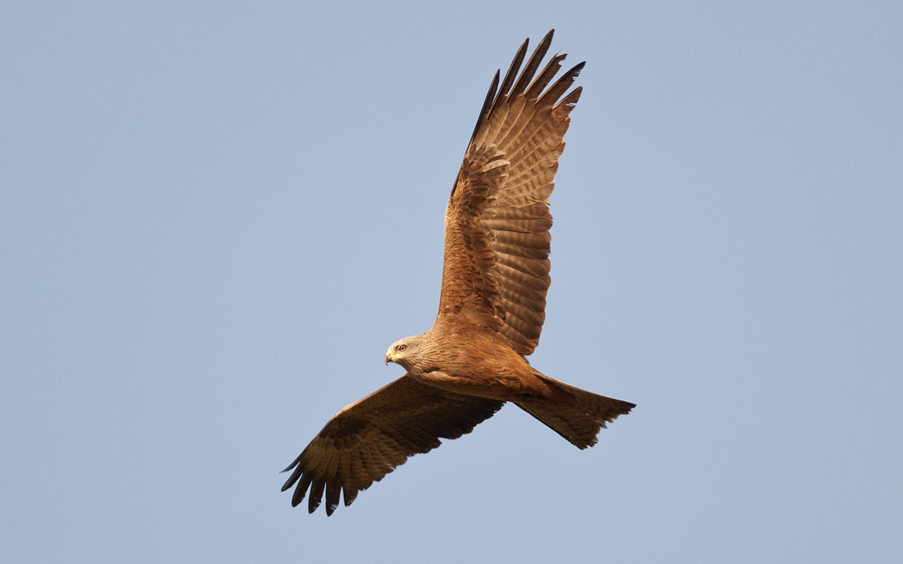 Nikon D300S + Nikon AF-S Nikkor 300mm F4D ED-IF sample photo. Buse photography