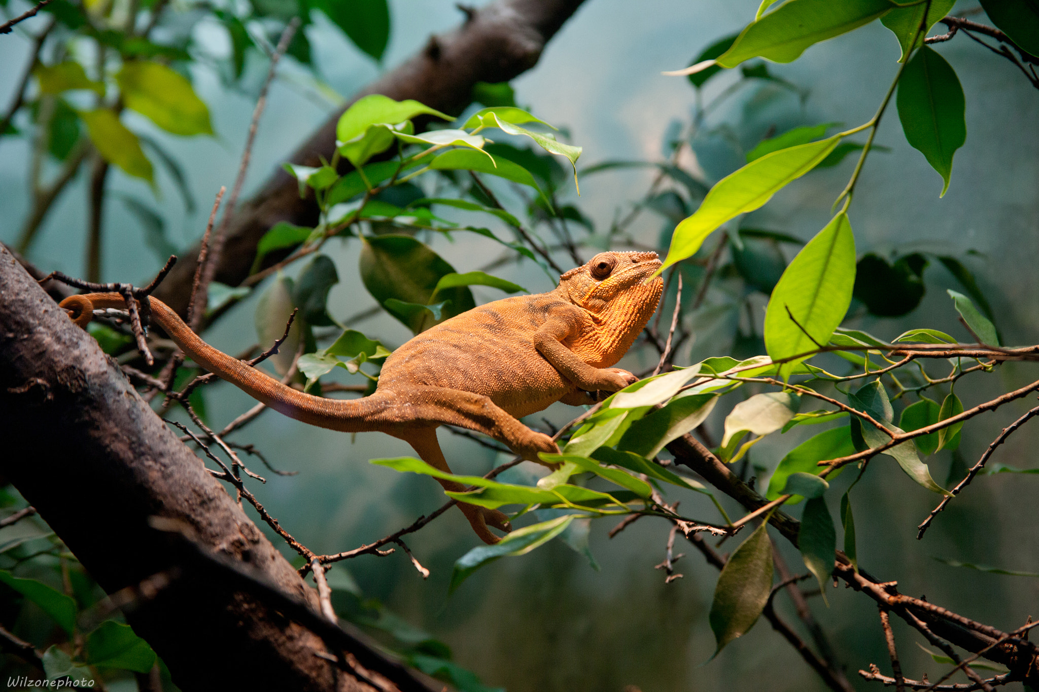 Zoo de Frankfurt 2260