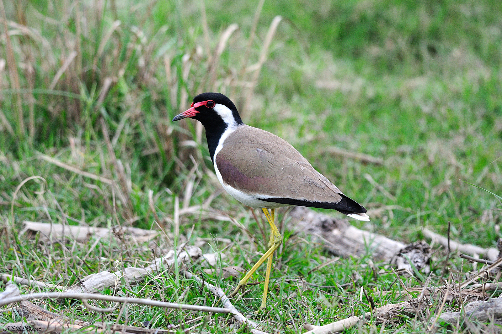 Nikon D90 + Nikon AF-S Nikkor 300mm F4D ED-IF sample photo. Red - wattled lapwing:walking between branches on a grass photography