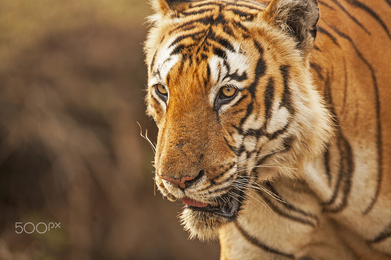 Canon EF 500mm F4L IS II USM sample photo. Tiger - close-up photography