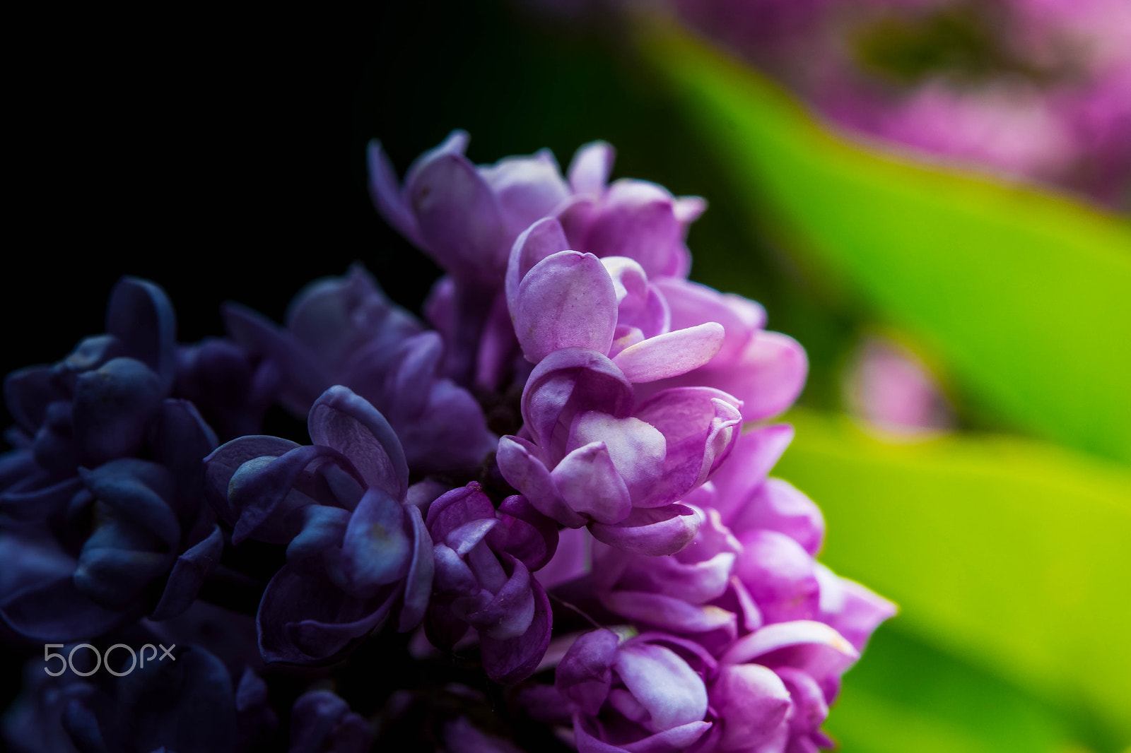 Nikon AF-S Micro-Nikkor 60mm F2.8G ED sample photo. Black beauty photography