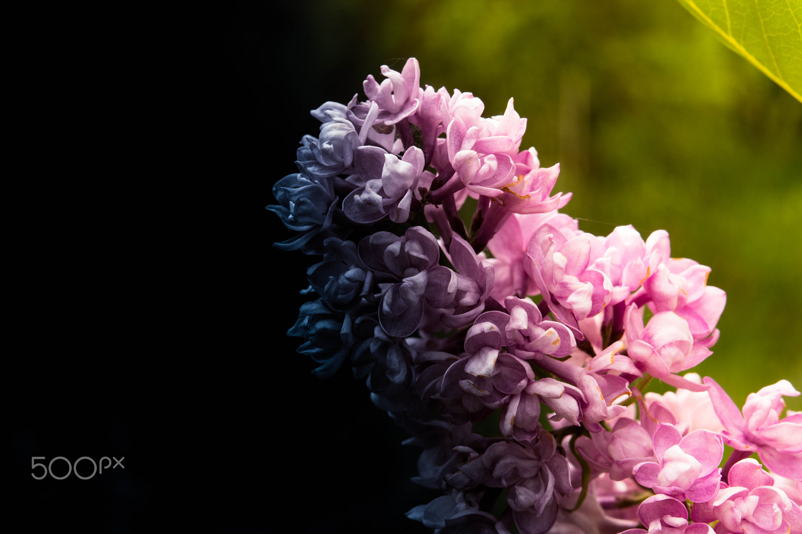 Nikon AF-S Micro-Nikkor 60mm F2.8G ED sample photo. Darkness overcomes everyone photography