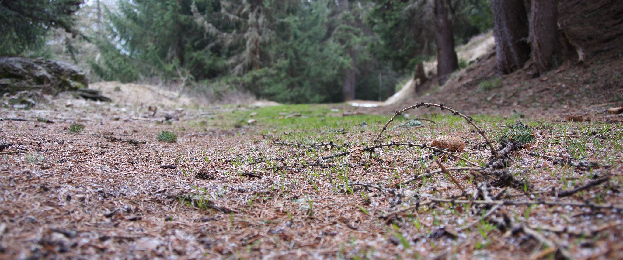 Sony SLT-A55 (SLT-A55V) sample photo. Carpet photography