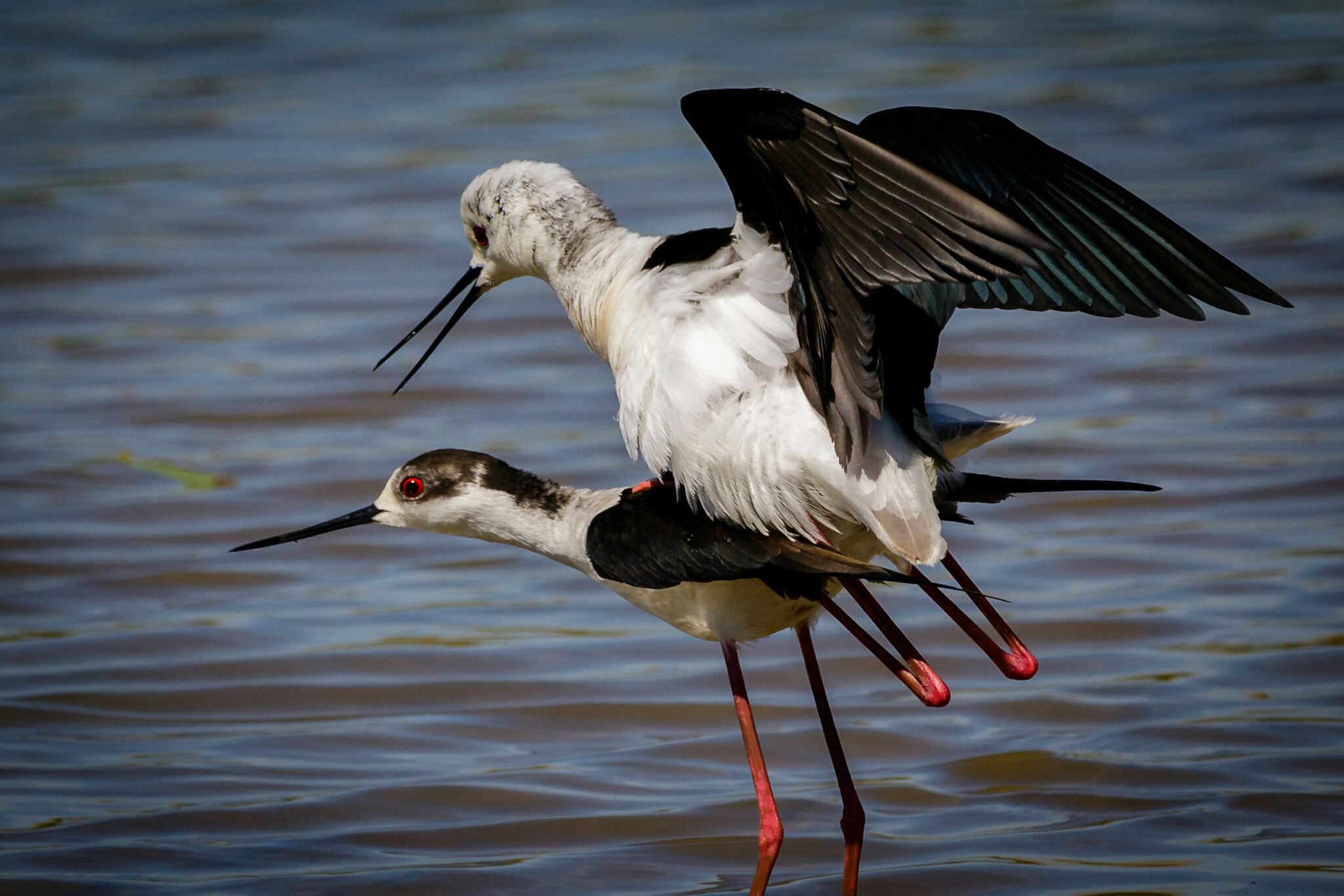 Canon EF-S 55-250mm F4-5.6 IS STM sample photo. Black-winged stilt  photography