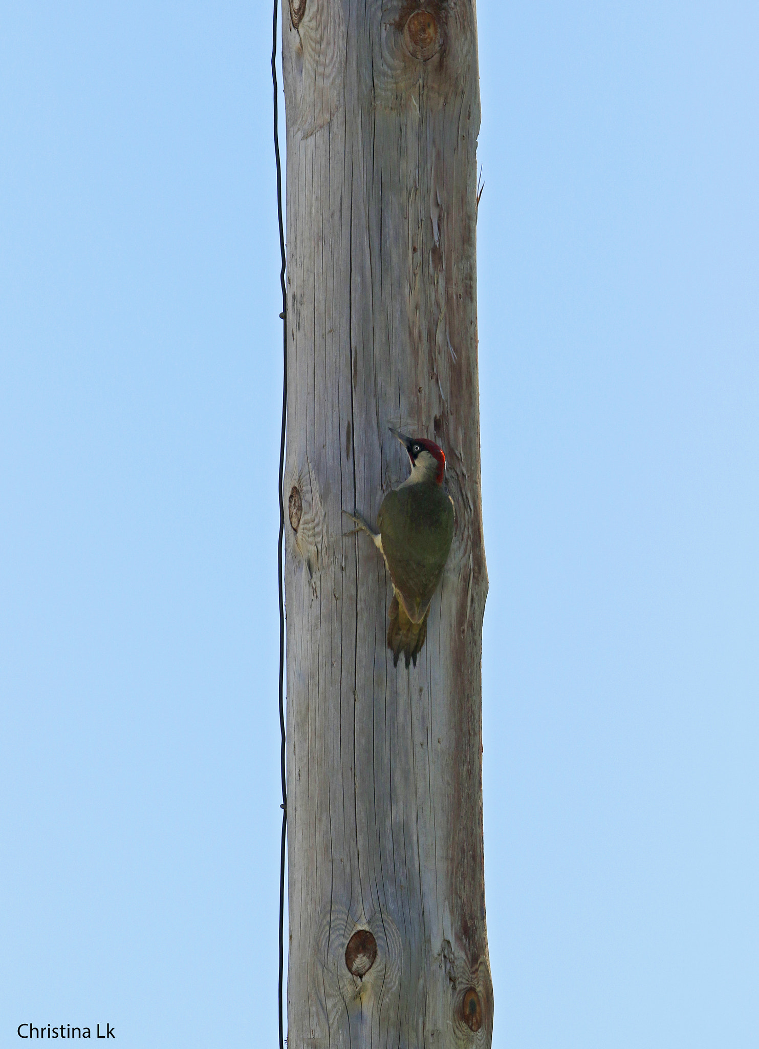 Canon EF 300mm F2.8L IS USM sample photo. Picus viridis photography