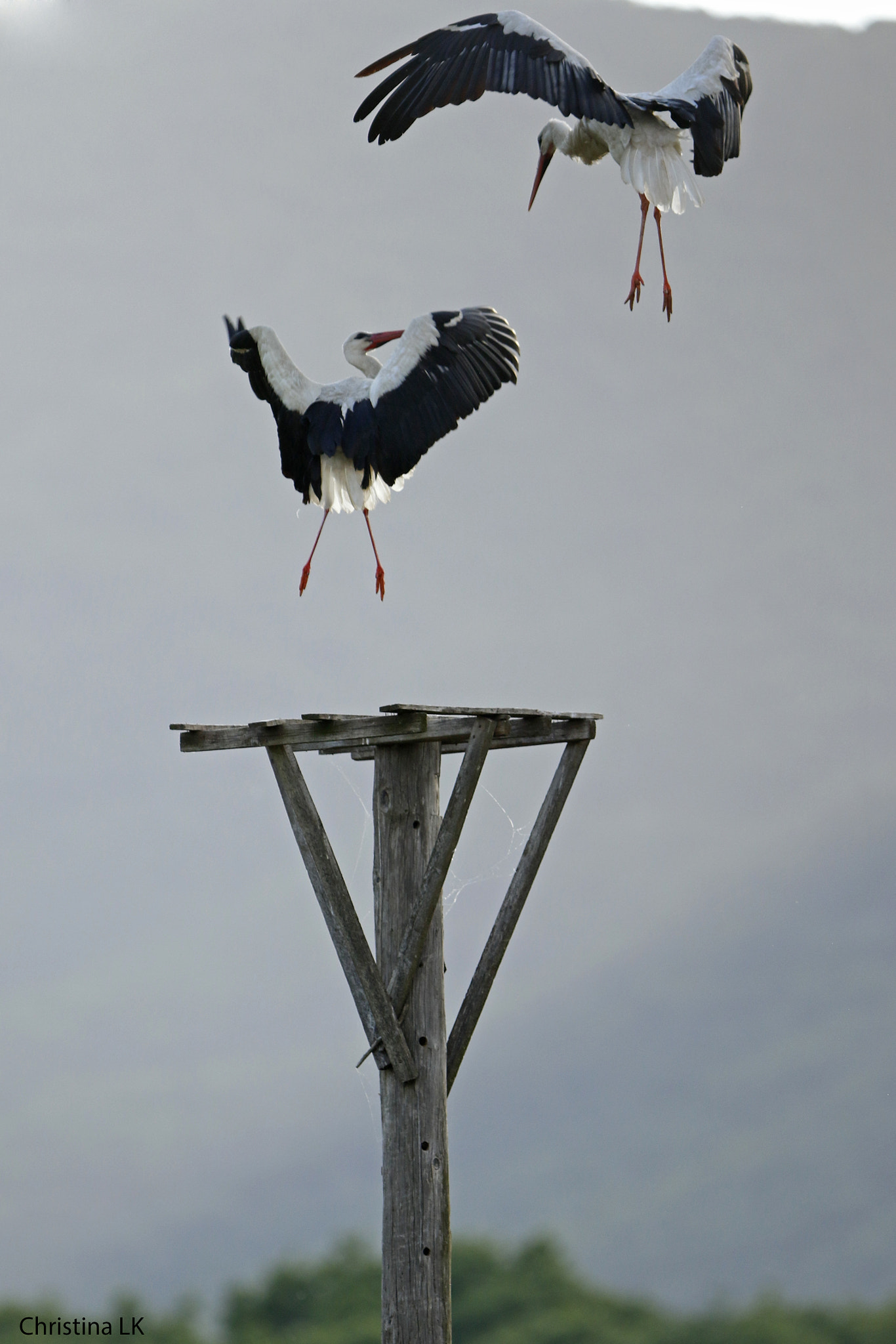 Canon EF 300mm F2.8L IS USM sample photo. Ciconia ciconia males photography