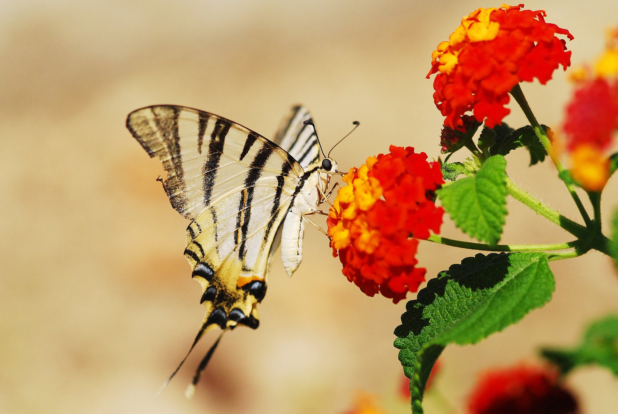 Nikon D200 + Sigma 105mm F2.8 EX DG Macro sample photo. Feed me photography