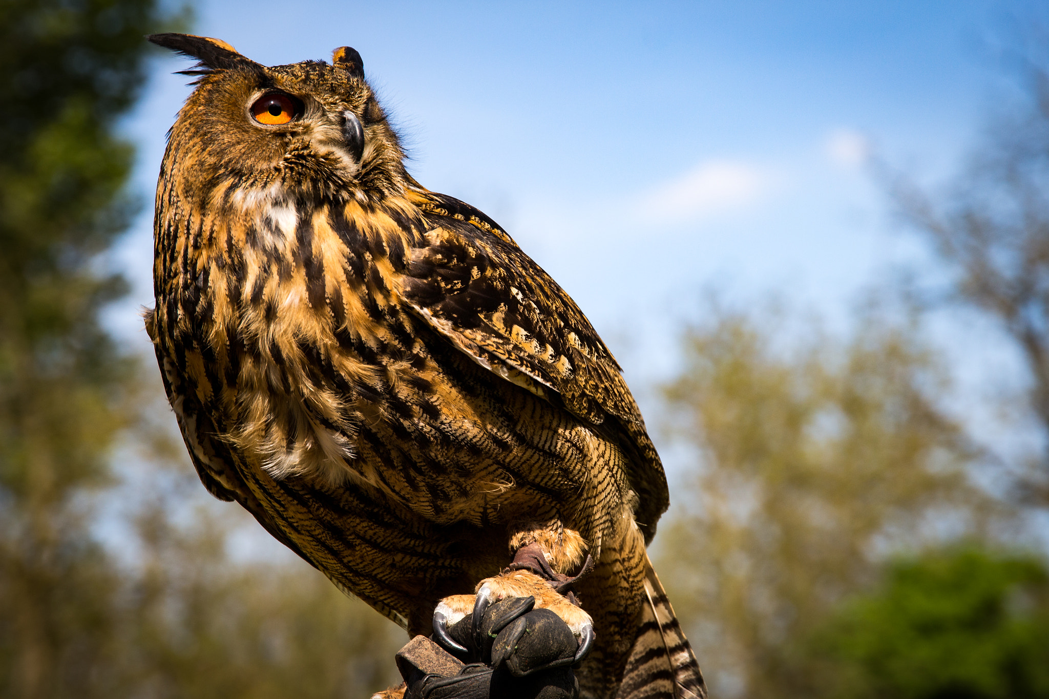 Sigma 24-105mm f/4 DG OS HSM | A sample photo. Owl photography