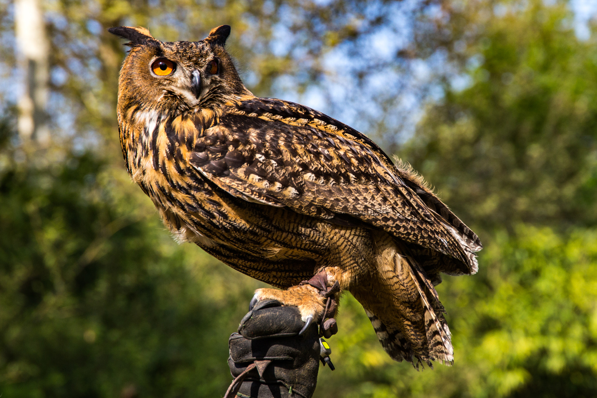 Sigma 24-105mm f/4 DG OS HSM | A sample photo. Owl photography