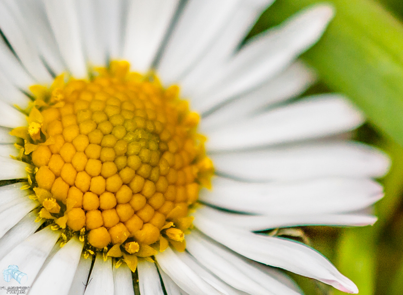 Canon EF 180mm F3.5L Macro USM sample photo. Macro daisy photography