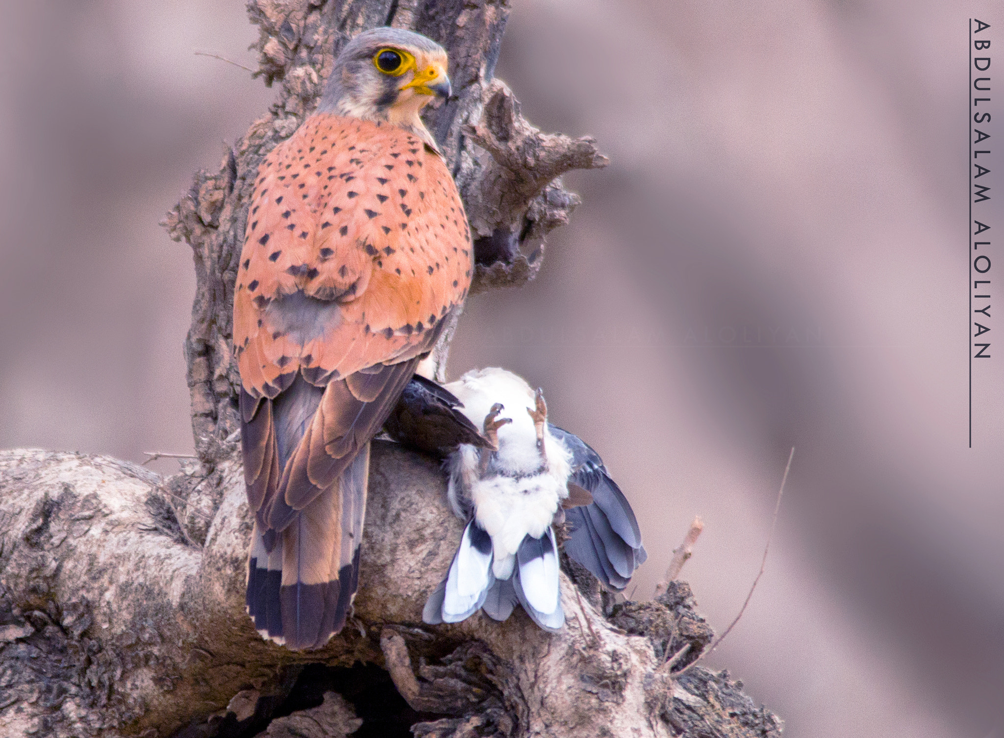 Sigma 150-500mm F5-6.3 DG OS HSM sample photo. Common kestrel photography
