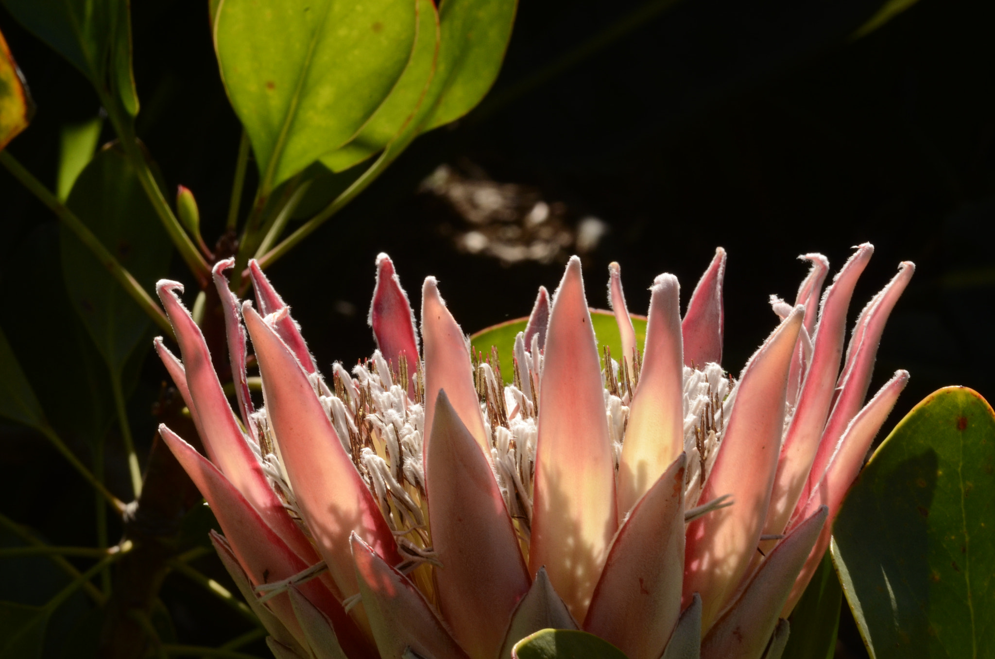 Nikon D7000 + Sigma 105mm F2.8 EX DG Macro sample photo. Smell the flowers photography