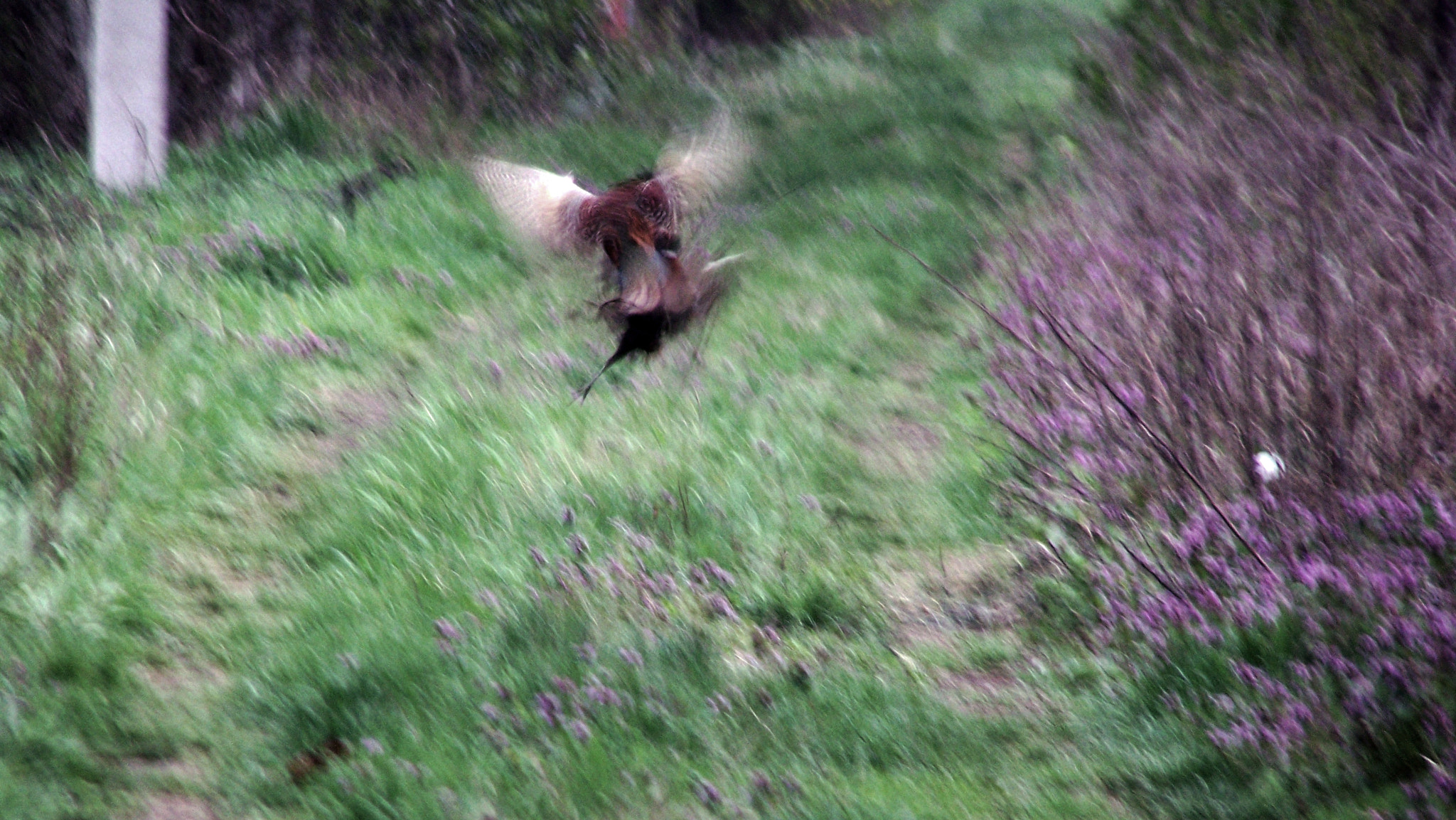 Kodak Z650 ZOOM DIGITAL CAMERA sample photo. Fight photography