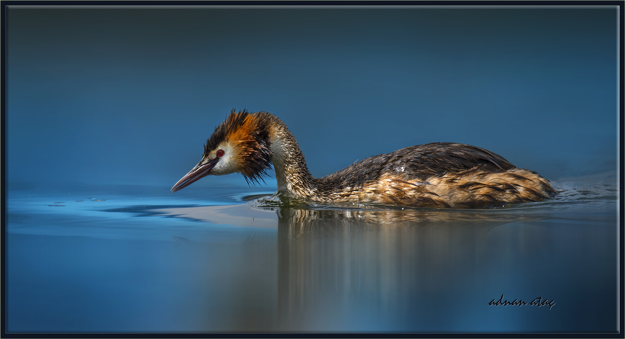 Sigma 150-600mm F5-6.3 DG OS HSM | S sample photo. Bahri - great crested grebe - podiceps cristatus photography