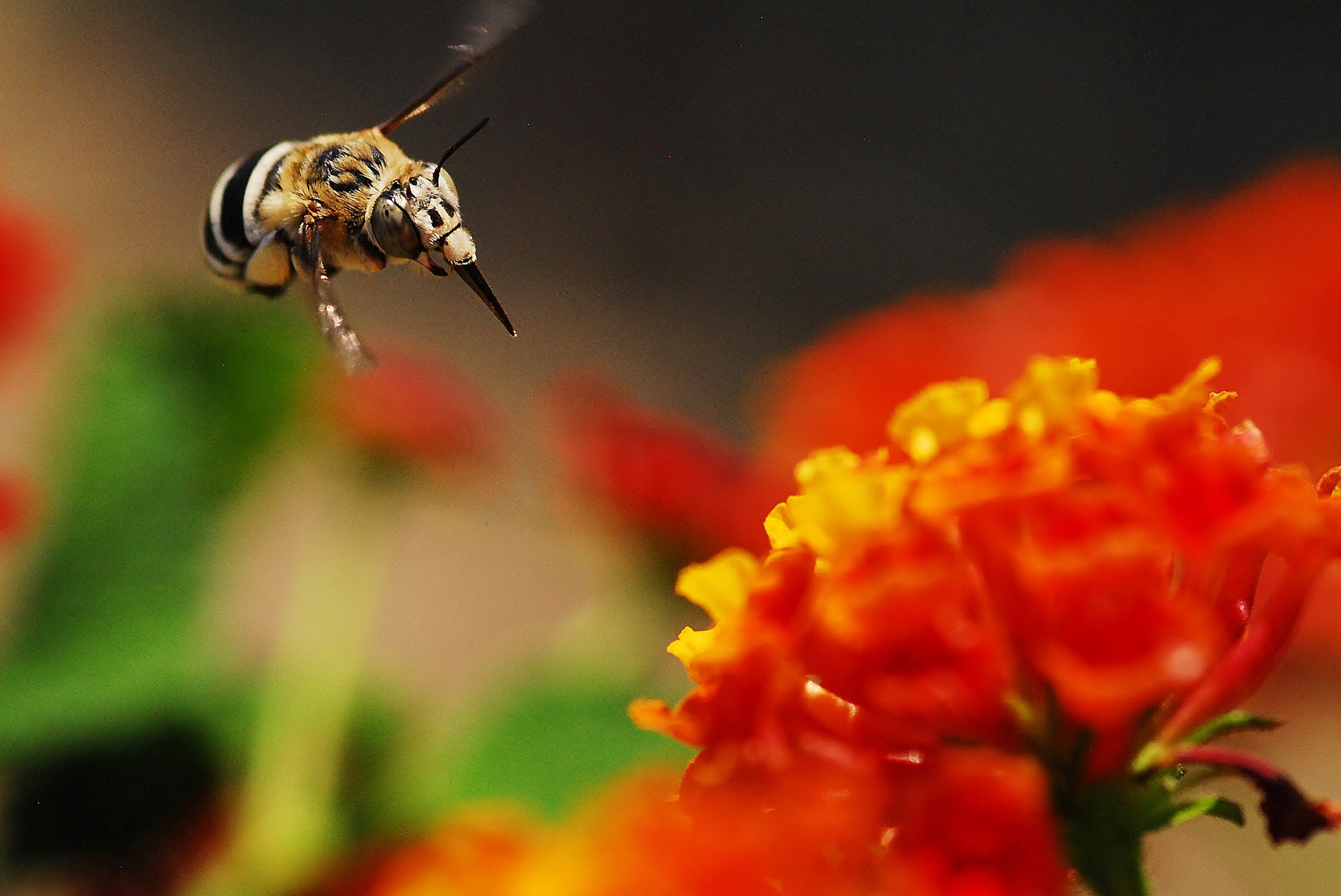 Nikon D200 + Sigma 105mm F2.8 EX DG Macro sample photo. Target locked photography