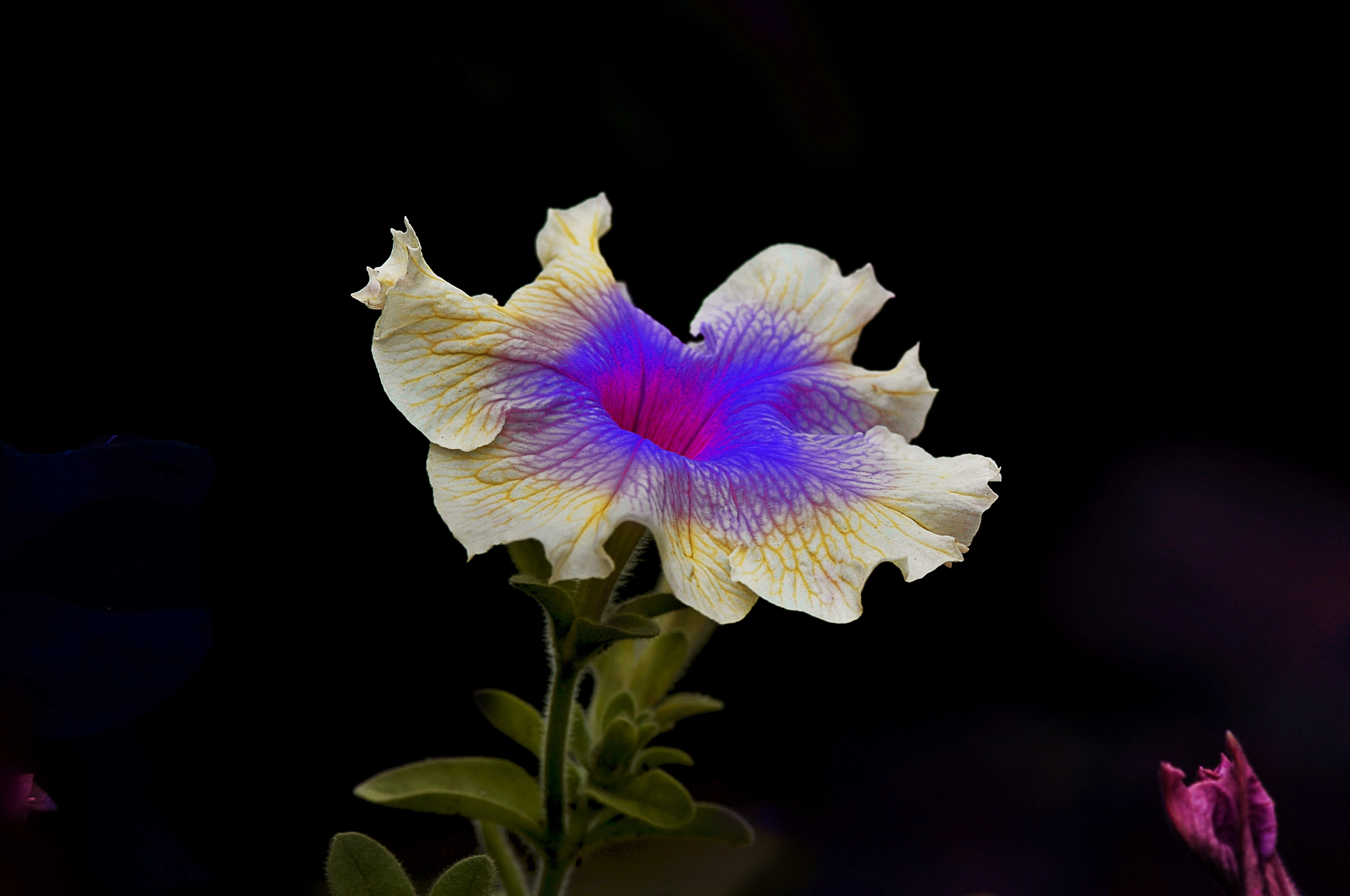 Nikon D300 + AF Micro-Nikkor 105mm f/2.8 sample photo. Цветок "Петунья" photography