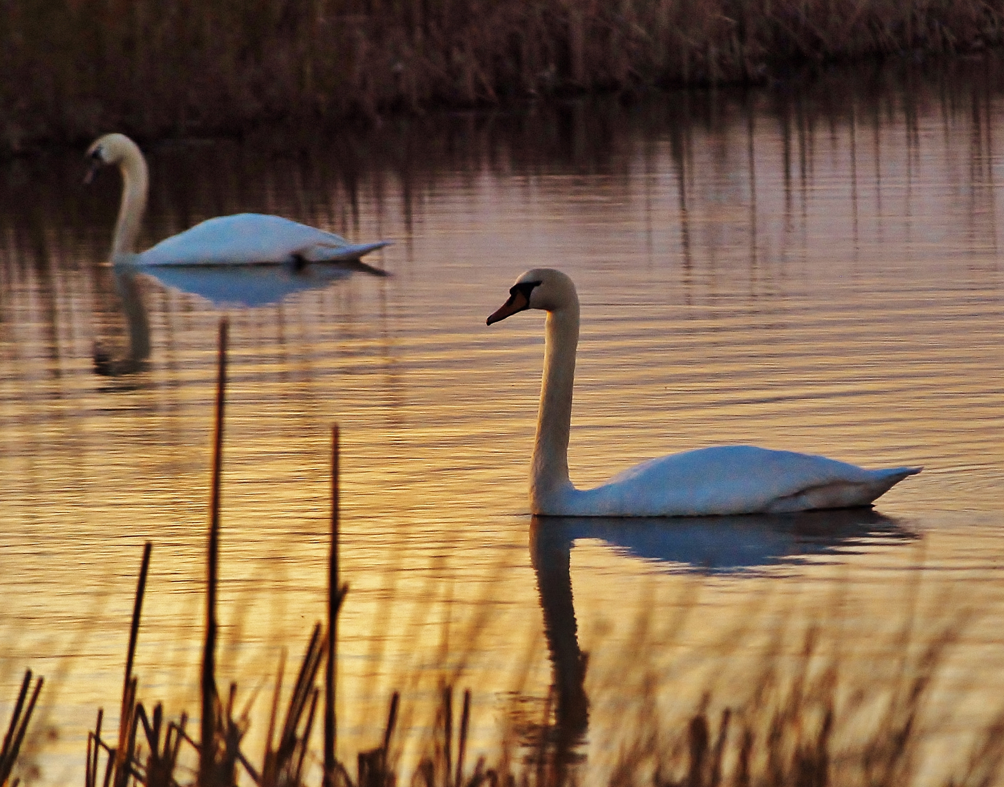 AF Zoom-Nikkor 80-200mm f/2.8 ED sample photo. Swan lake photography