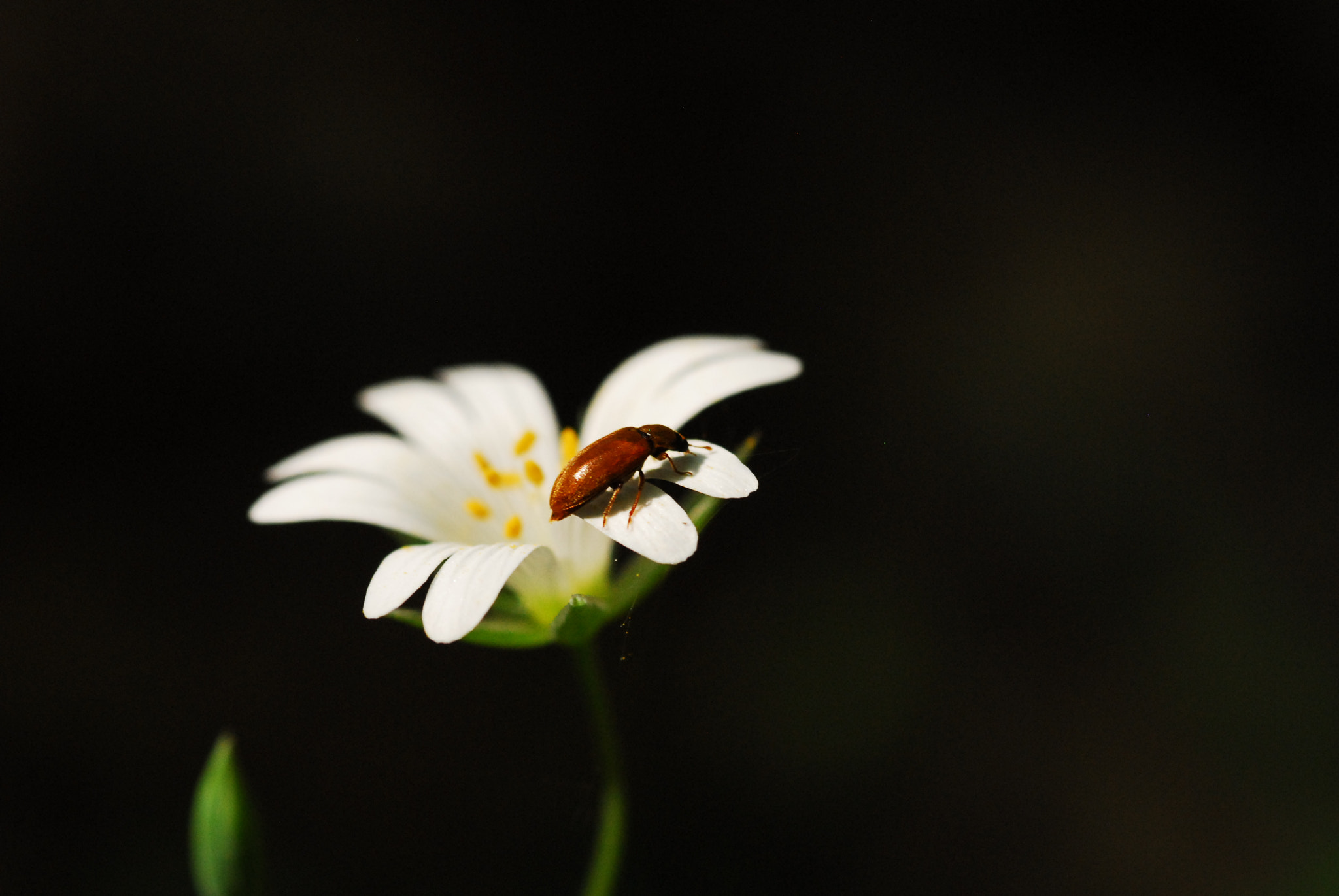 Nikon D200 + Sigma 105mm F2.8 EX DG Macro sample photo. Hiding in plain sight photography
