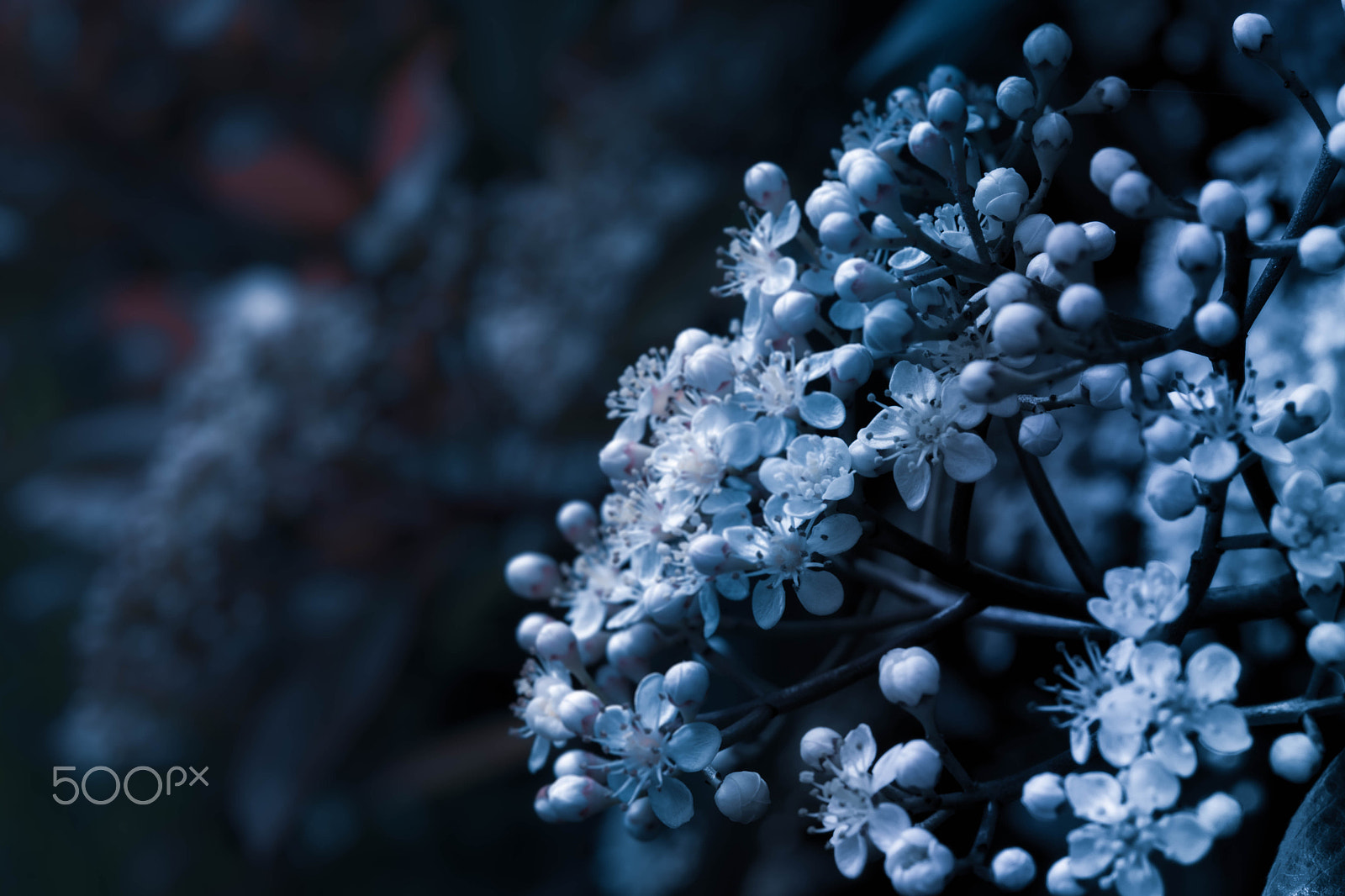 Nikon AF-S Micro-Nikkor 60mm F2.8G ED sample photo. Blue mans world photography