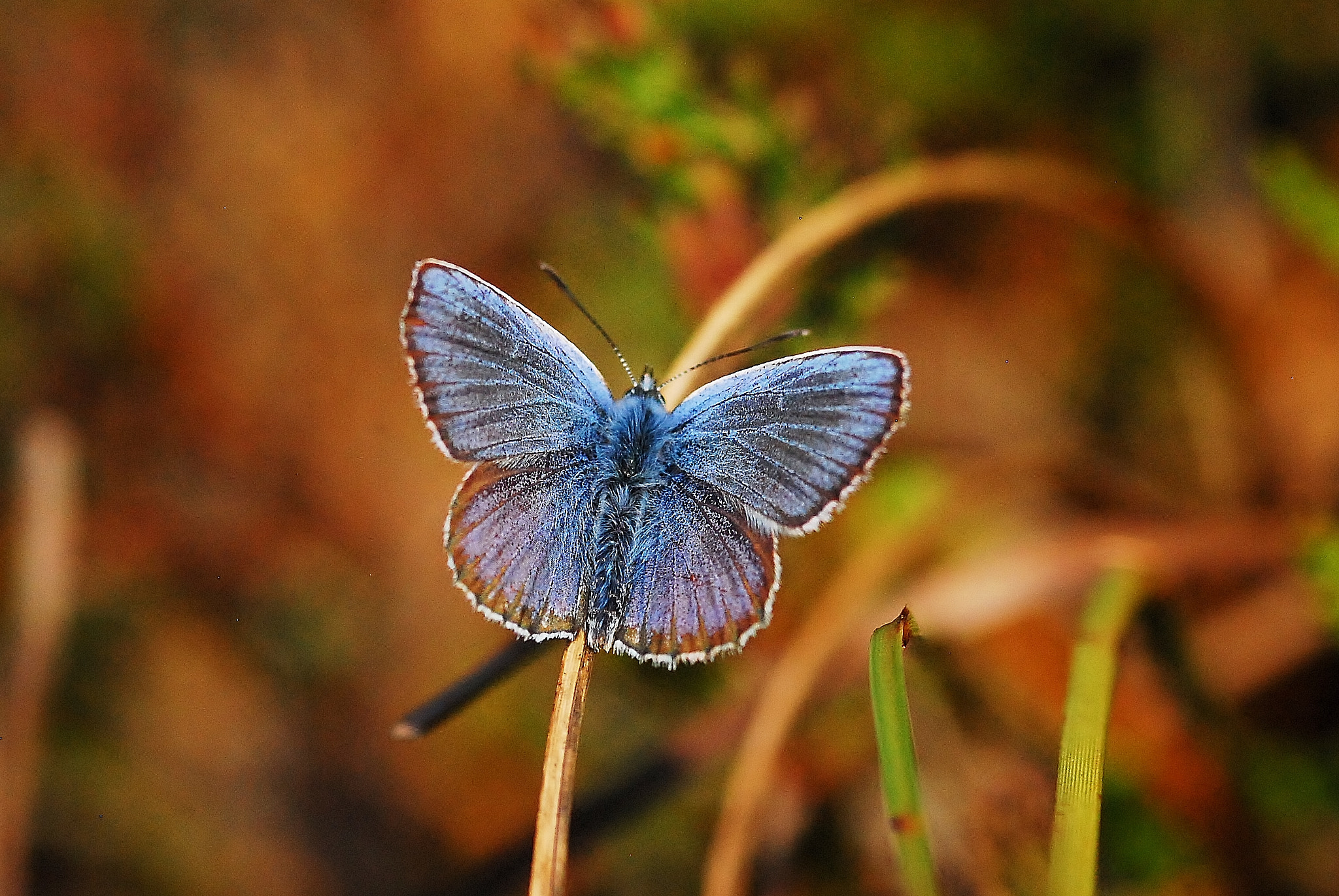 Nikon D200 + Sigma 105mm F2.8 EX DG Macro sample photo. Feeling blue photography