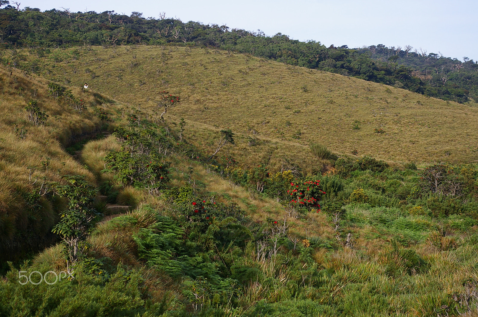 Pentax *ist DL2 sample photo. Horton plains photography