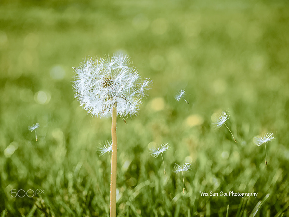 Panasonic Lumix DMC-GX7 sample photo. Dandelion 08 photography