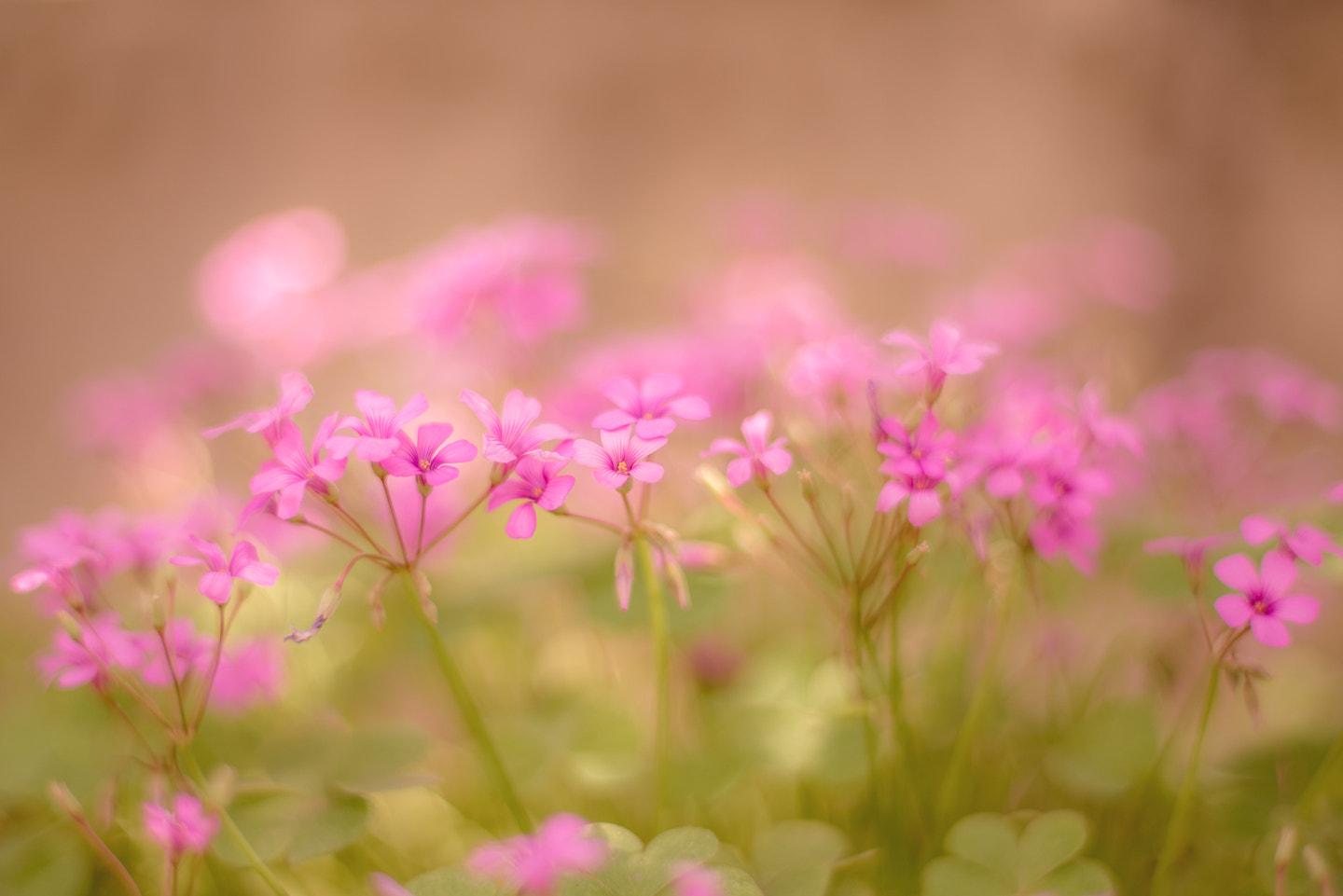Pentax smc FA 50mm F1.4 sample photo. ... photography