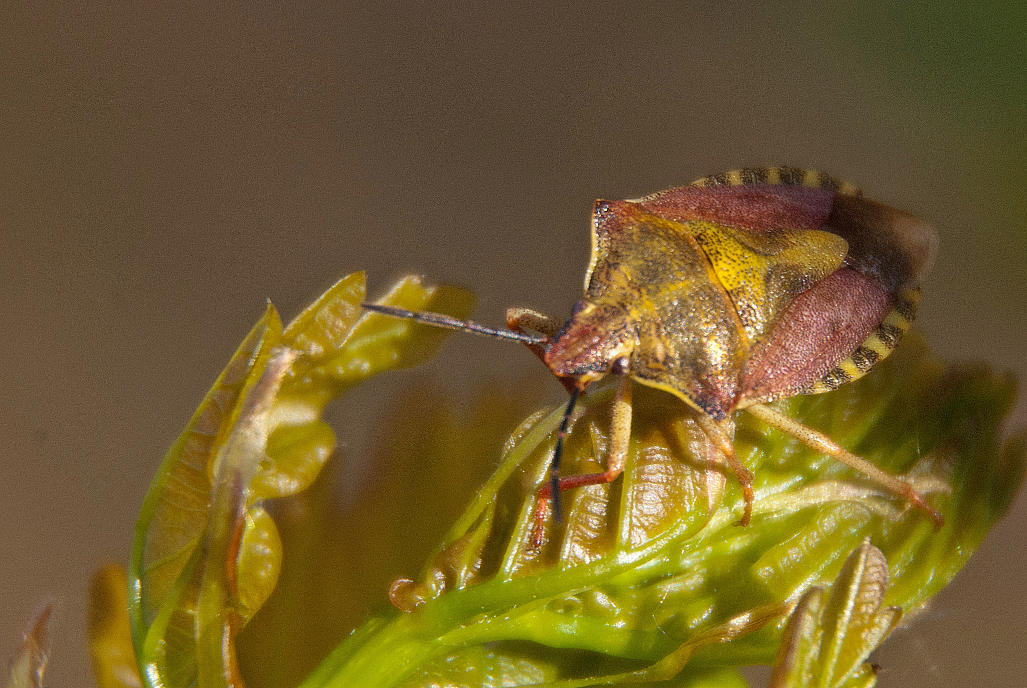 Sony Alpha DSLR-A300 + DT 18-270mm F3.5-6.3 SSM sample photo. Borczyniec owocowy (carpocoris fuscispinus). photography