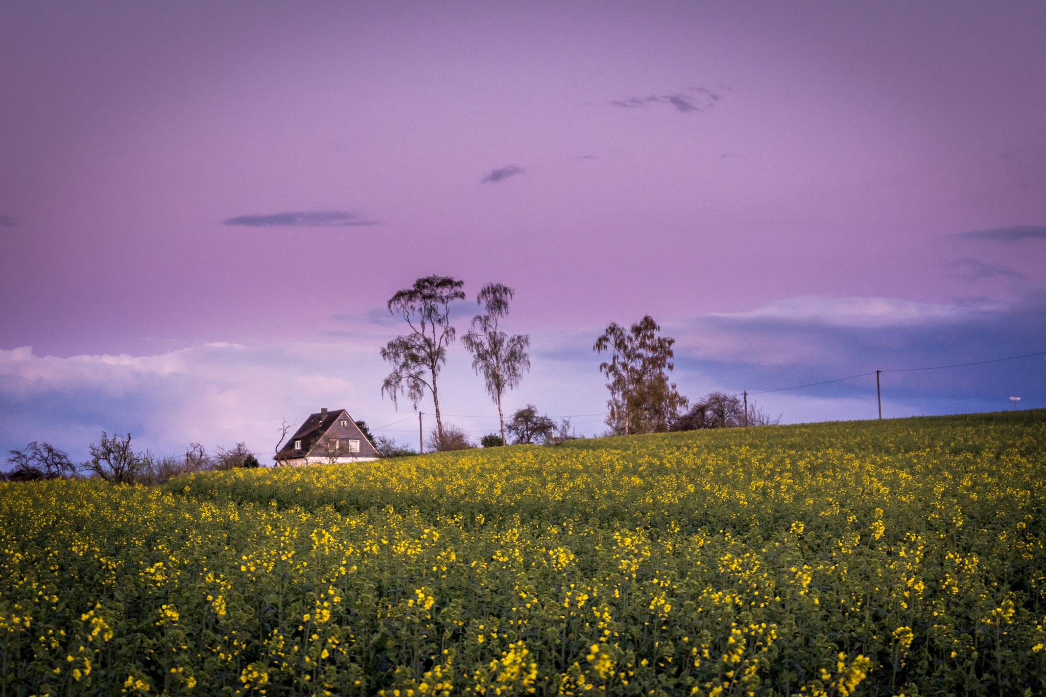 Sony SLT-A68 sample photo. Yellow seeds photography