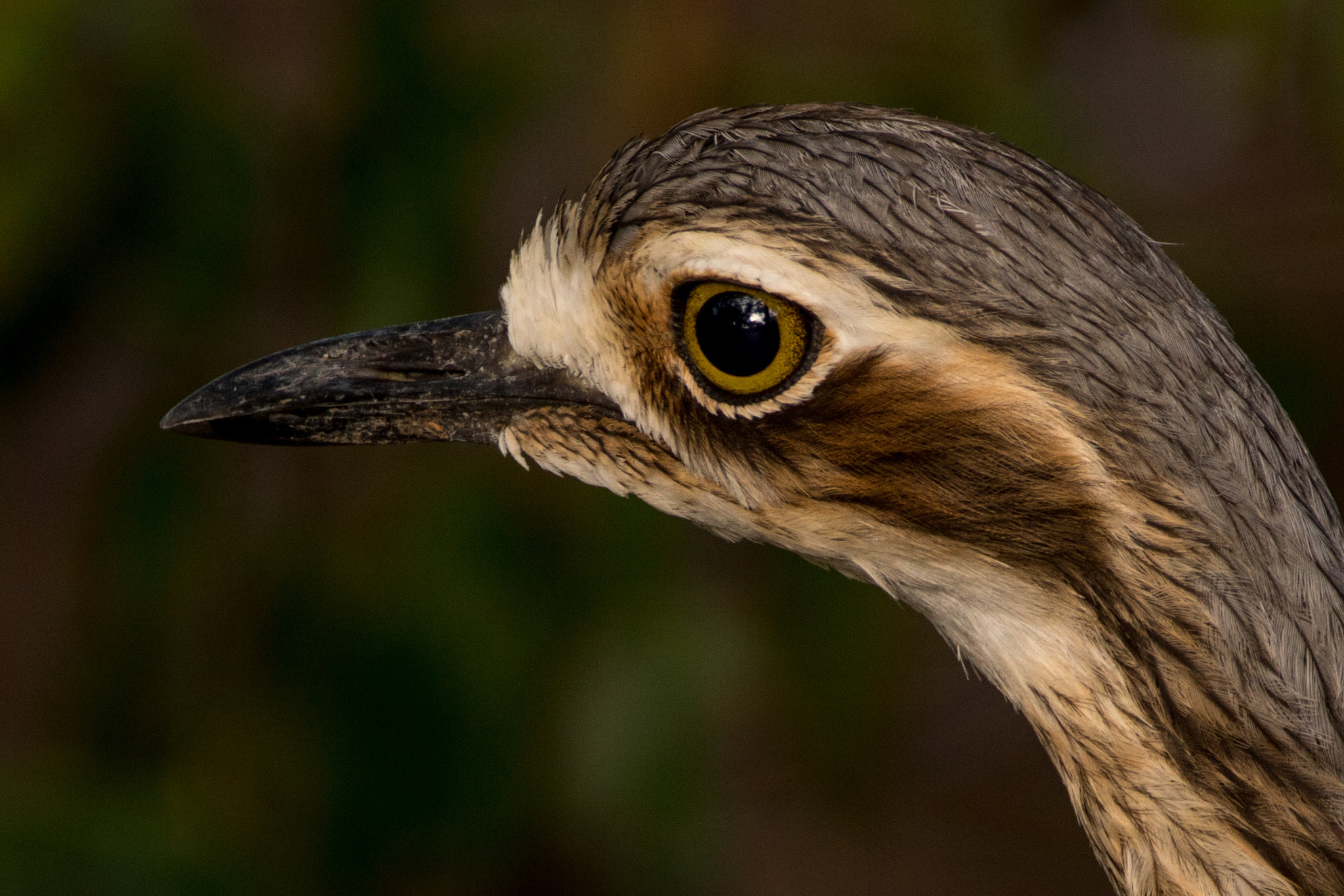 150-600mm F5-6.3 DG OS HSM | Contemporary 015 sample photo. Bush stone-curlew photography