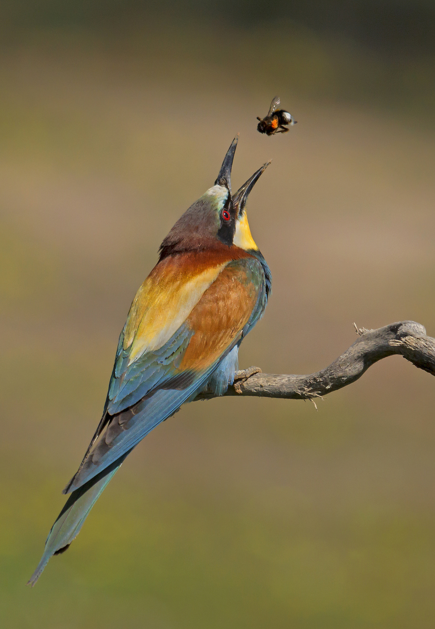 Canon EOS 50D + Sigma 100-300mm f/4 sample photo. Abejaruco photography