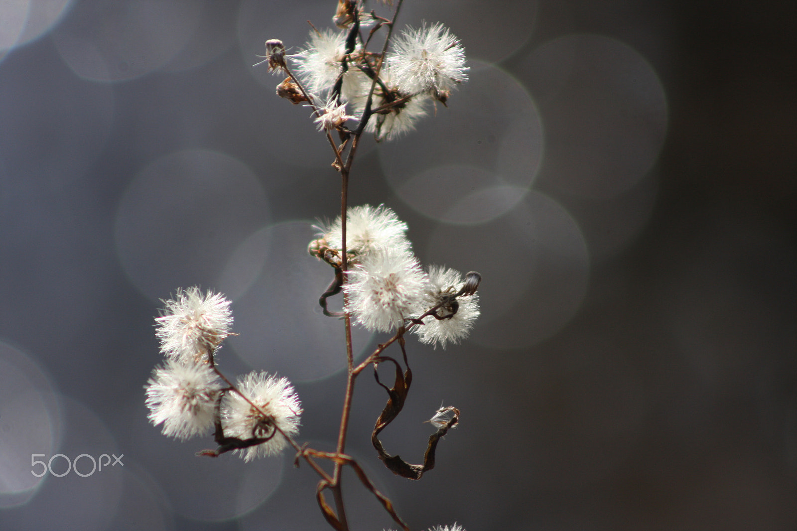 Canon EOS 40D + EF75-300mm f/4-5.6 sample photo. Winter beauty photography